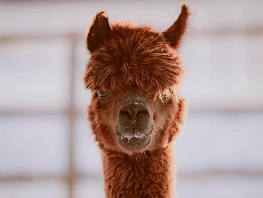 Deze week in het zonnetje: Epic Alpaca Farm in Meer